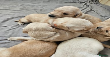 Golden Retriever dogs - Advert 2
