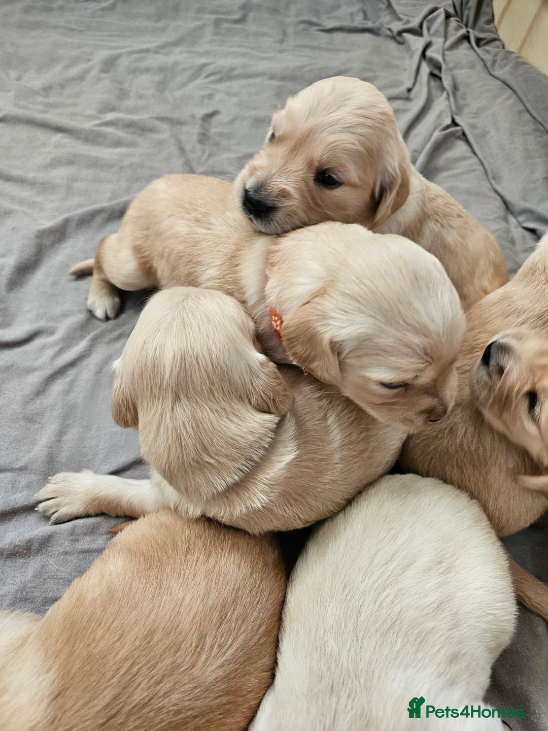 Golden Retriever dogs for sale: Gorgeous KC registered golden retriever puppys - Image 2
