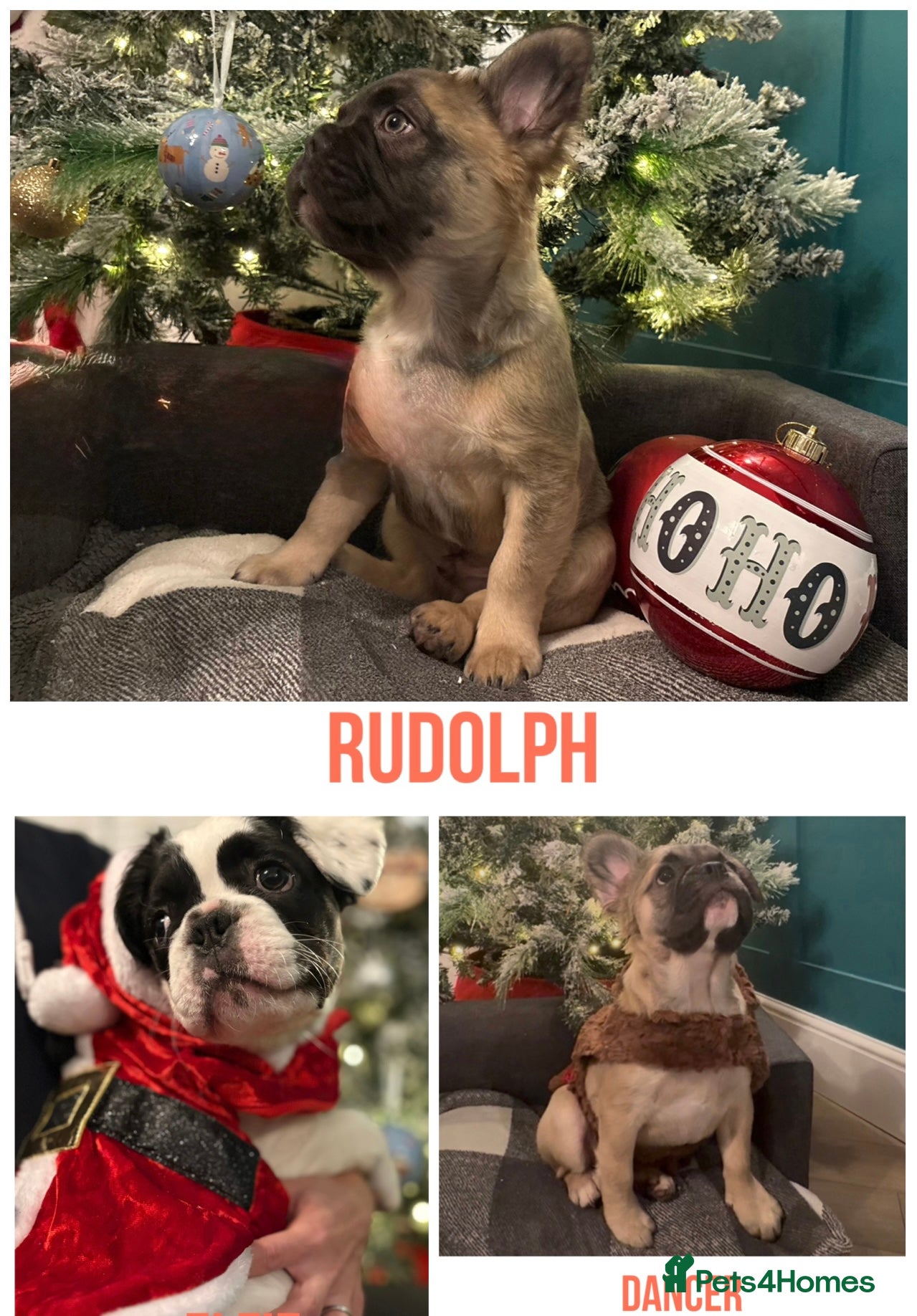 French Bulldog dogs 🧸 FLUFFY Frenchie Pups✨Just 3 left  - Advert 1