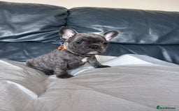 French Bulldog dogs for sale: French bulldog pups  - Image 7