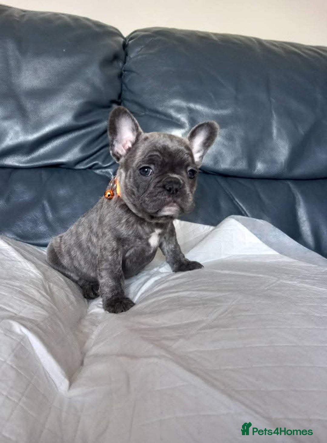 French Bulldog dogs for sale: French bulldog pups  - Image 7
