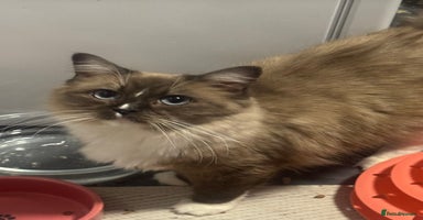 Ragdoll cats Ragdoll female  - Advert 6