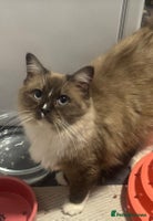 Ragdoll cats Ragdoll female - Advert 6