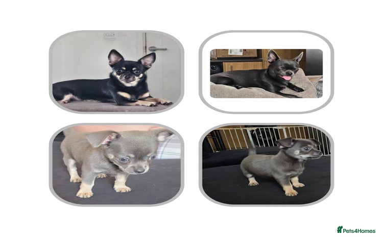 Chihuahua dogs - Advert 8