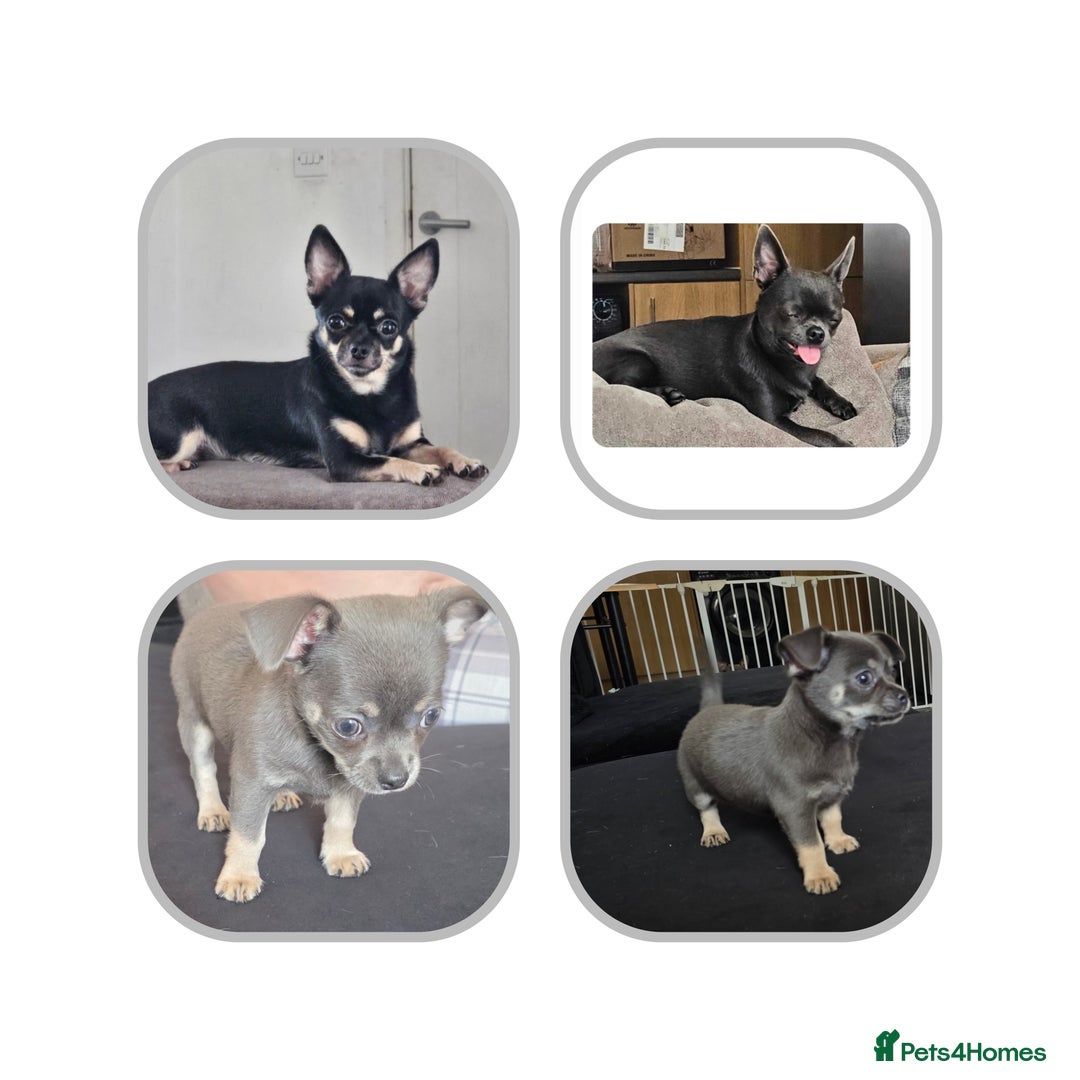 Chihuahua dogs for sale: 2 gorgeous blue & tan chihuahuas  - Image 1