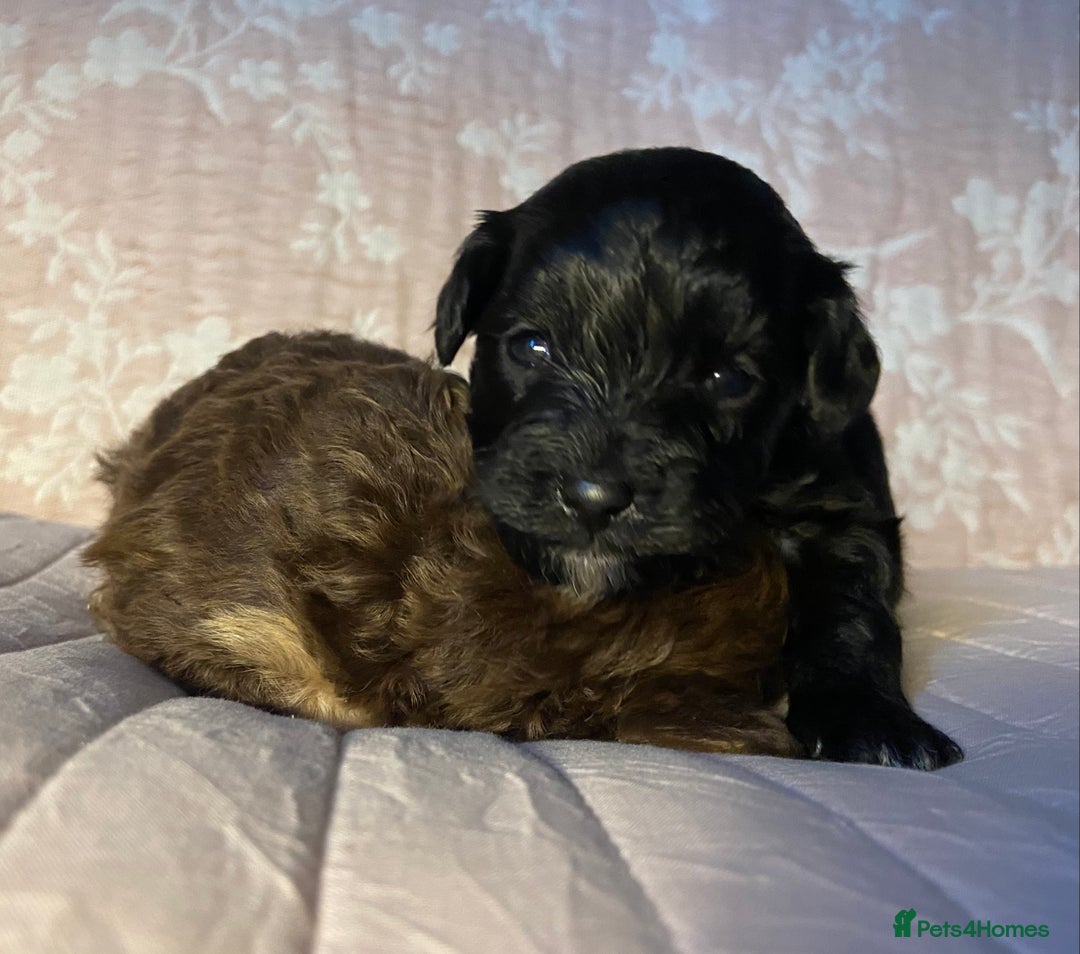 Maltipoo dogs for sale: Adorable F1b Maltipoos - Advert 11
