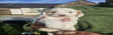 Cockapoo 4