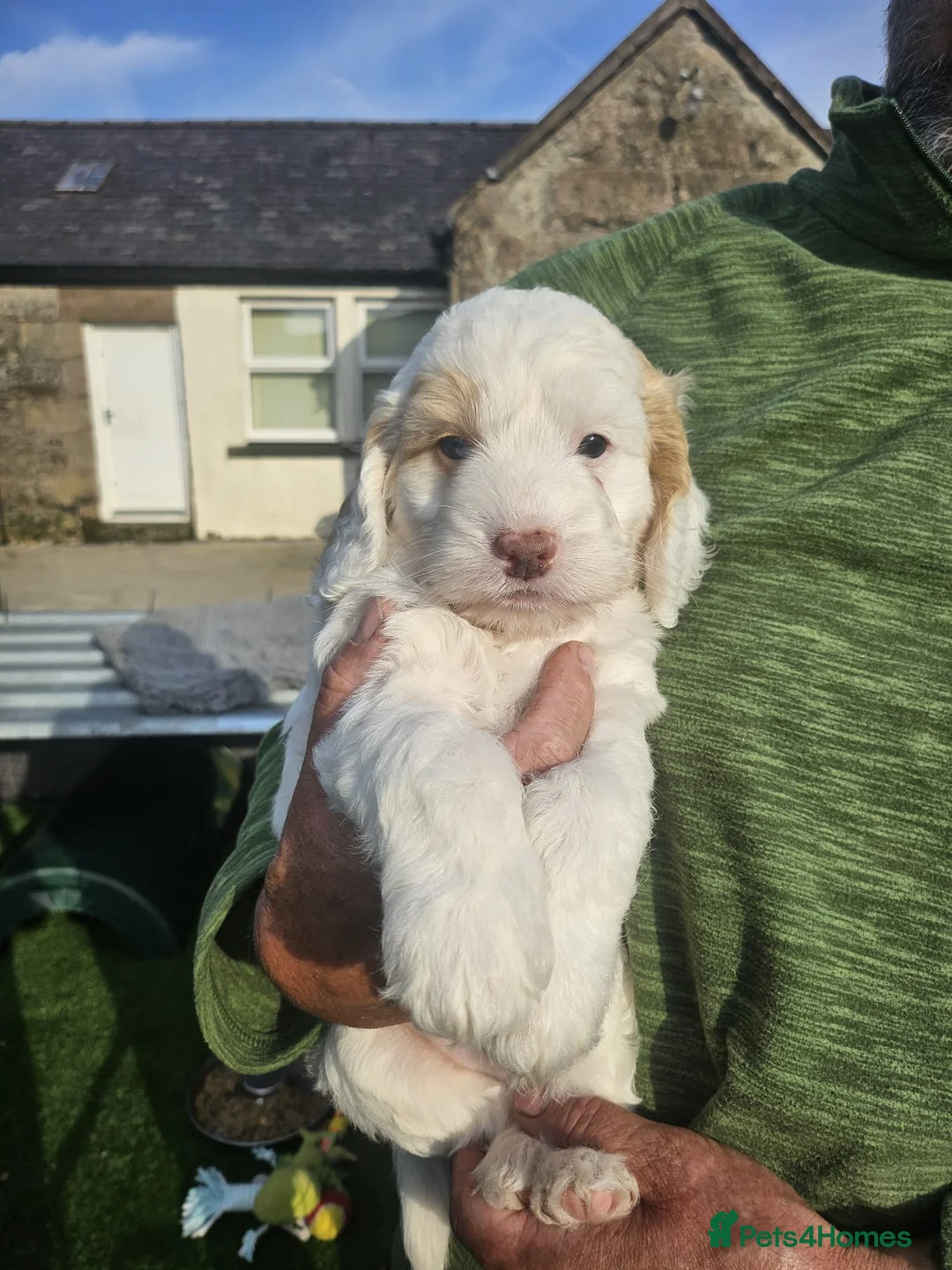 Cockapoo dogs for sale: F1 Cockapoo Puppies, amazing colours. - Advert 2