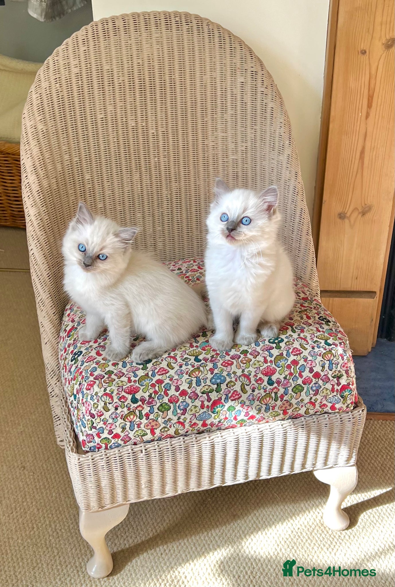 Ragdoll cats for sale: Beautiful blue pure ragdoll kittens - Advert 8