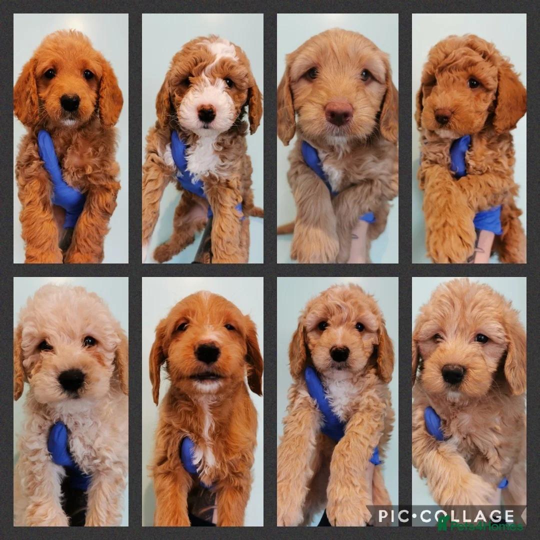 Toy Poodle dogs for stud: Teddy - Choc Phantom Covered in Cream Carrys Parti in Eastleigh - Advert 6