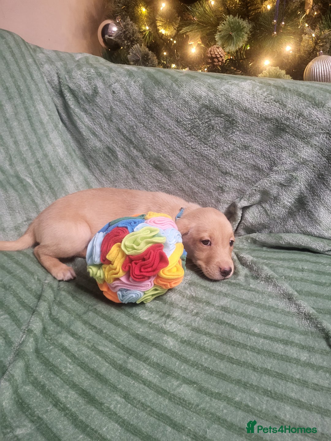 Labrador Retriever dogs for sale: KC registered labrador puppies - Advert 7