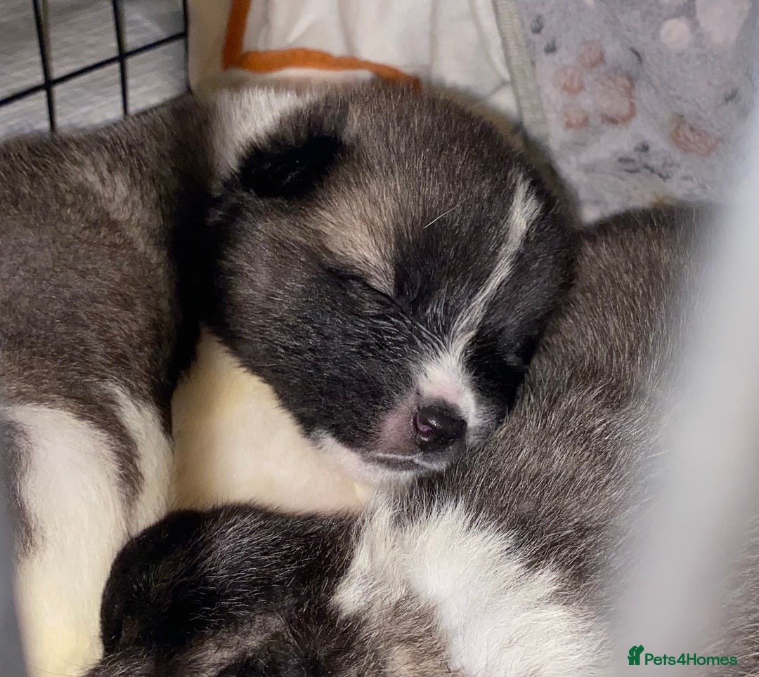 Akita dogs for sale: Beautiful American Akita Puppies 9 Boys 3 Females  - Advert 7