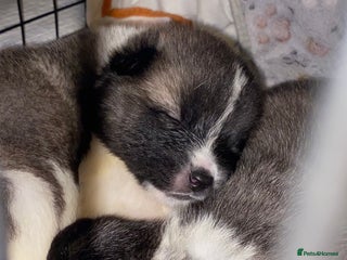 Akita dogs Beautiful American Akita Puppies 9 Boys 3 Females - Advert 1