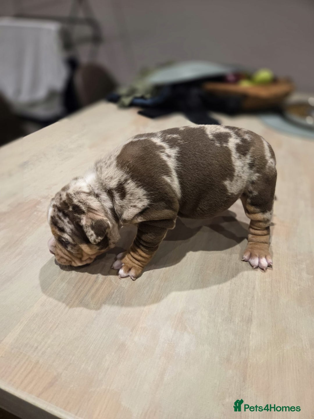 American Bully dogs for sale: Luna x Dynamite puppies🧨🧬 4 girls✅ 4 boys✅ - Advert 8