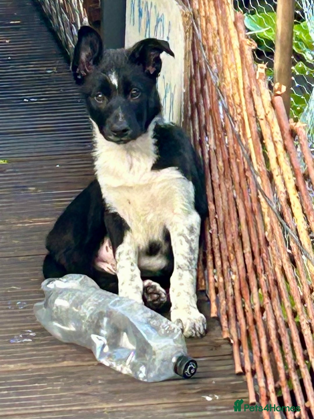 Border Collie dogs for sale: Boarder collie girl puppy - Image 10