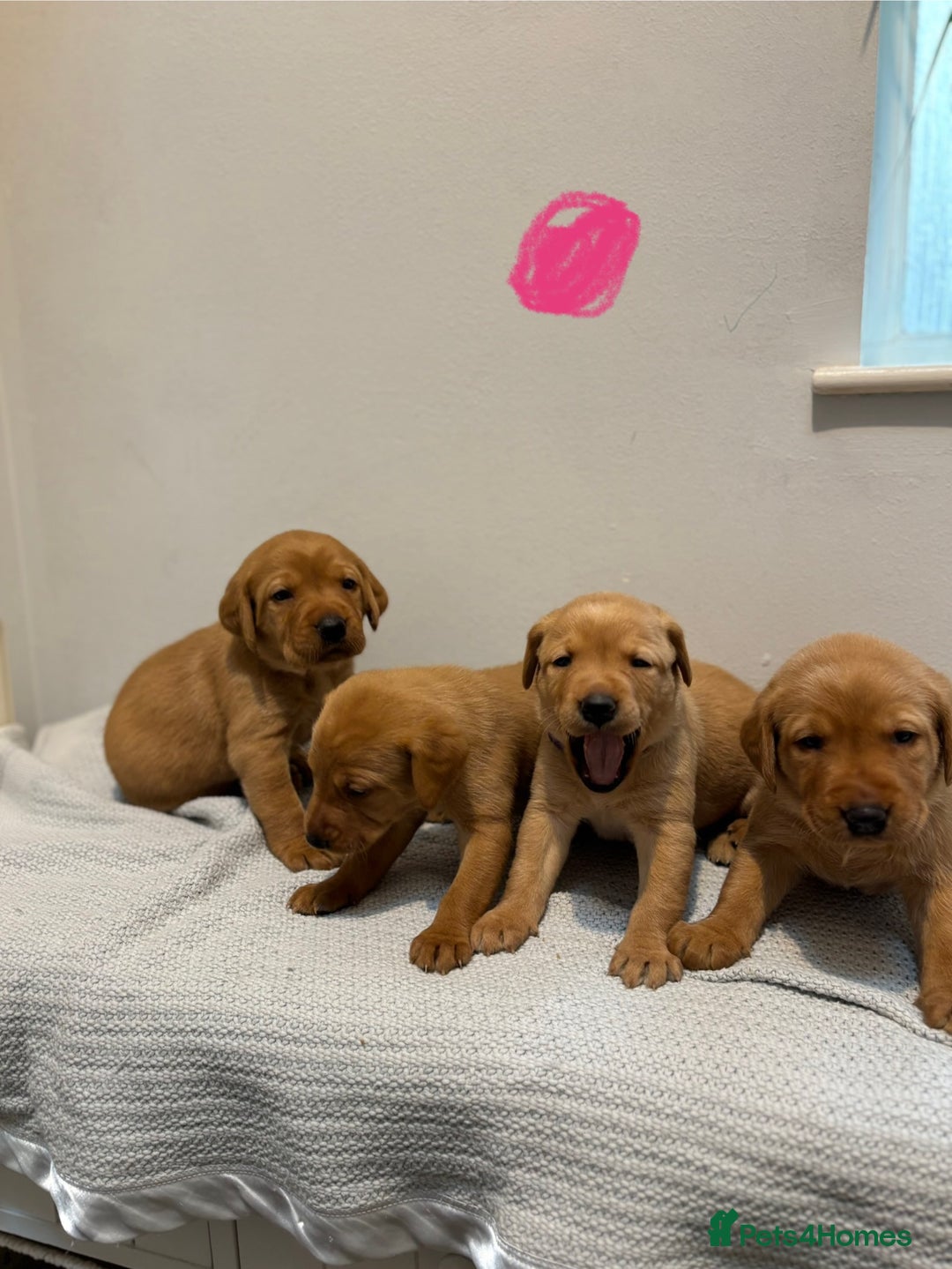 Labrador Retriever dogs for sale: Beautiful fox red puppies  - Image 13