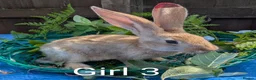 Continental Giant rabbits for sale: Continental Giant babies - Advert 12
