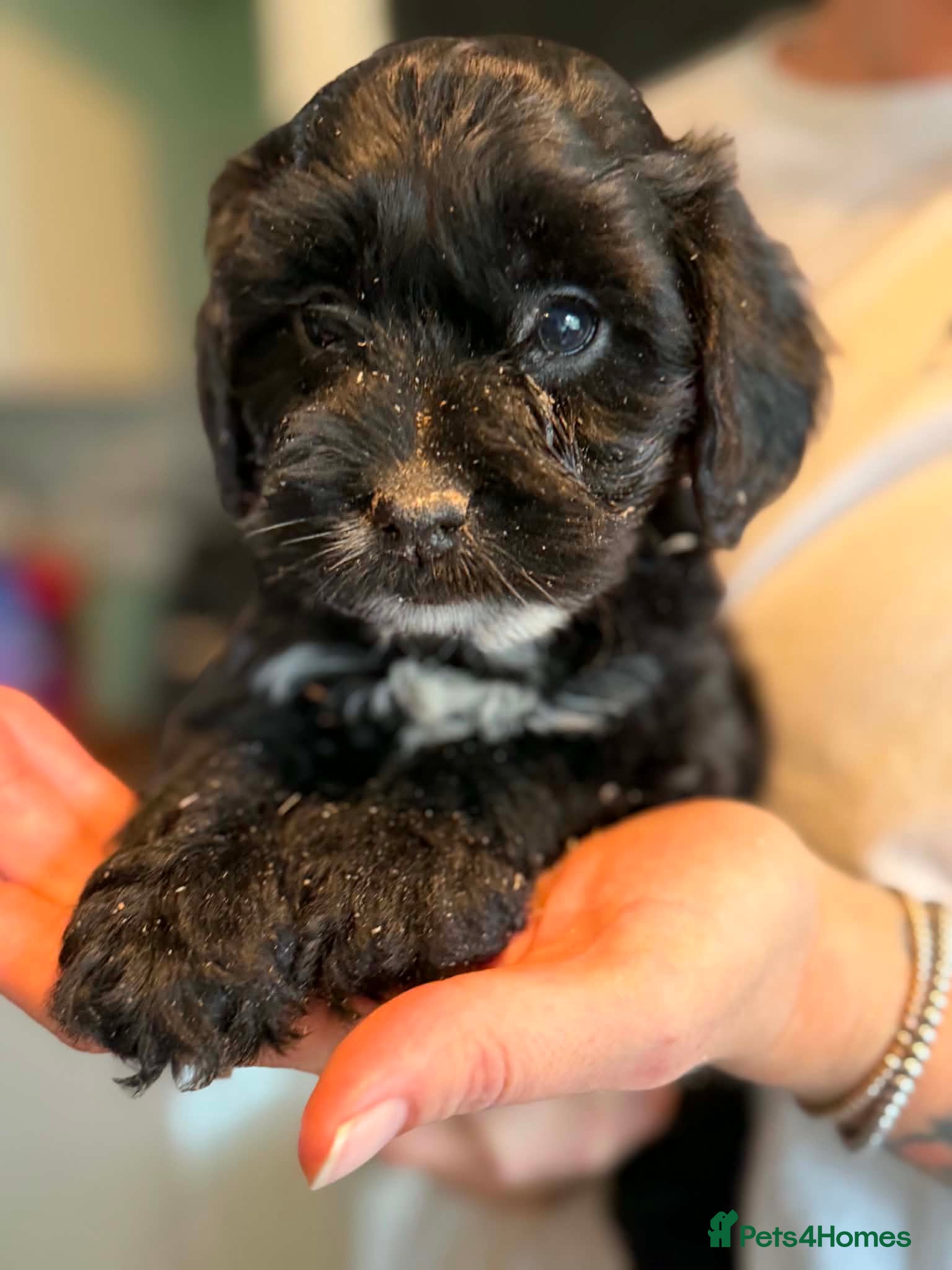 Cockapoo dogs 🏡Ready to leave cockerpoos 🐶🏡 - Advert 2