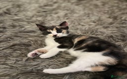 Norwegian Forest Cat cats for sale: Kittens with character  - Image 2