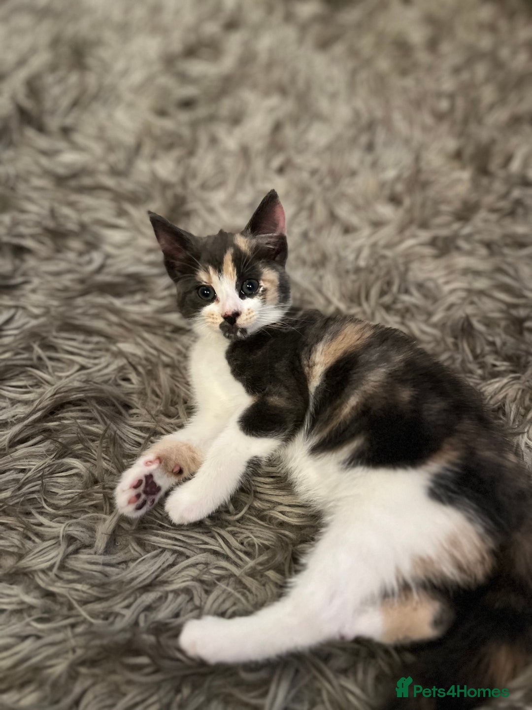 Norwegian Forest Cat cats for sale: Kittens with character  - Image 2