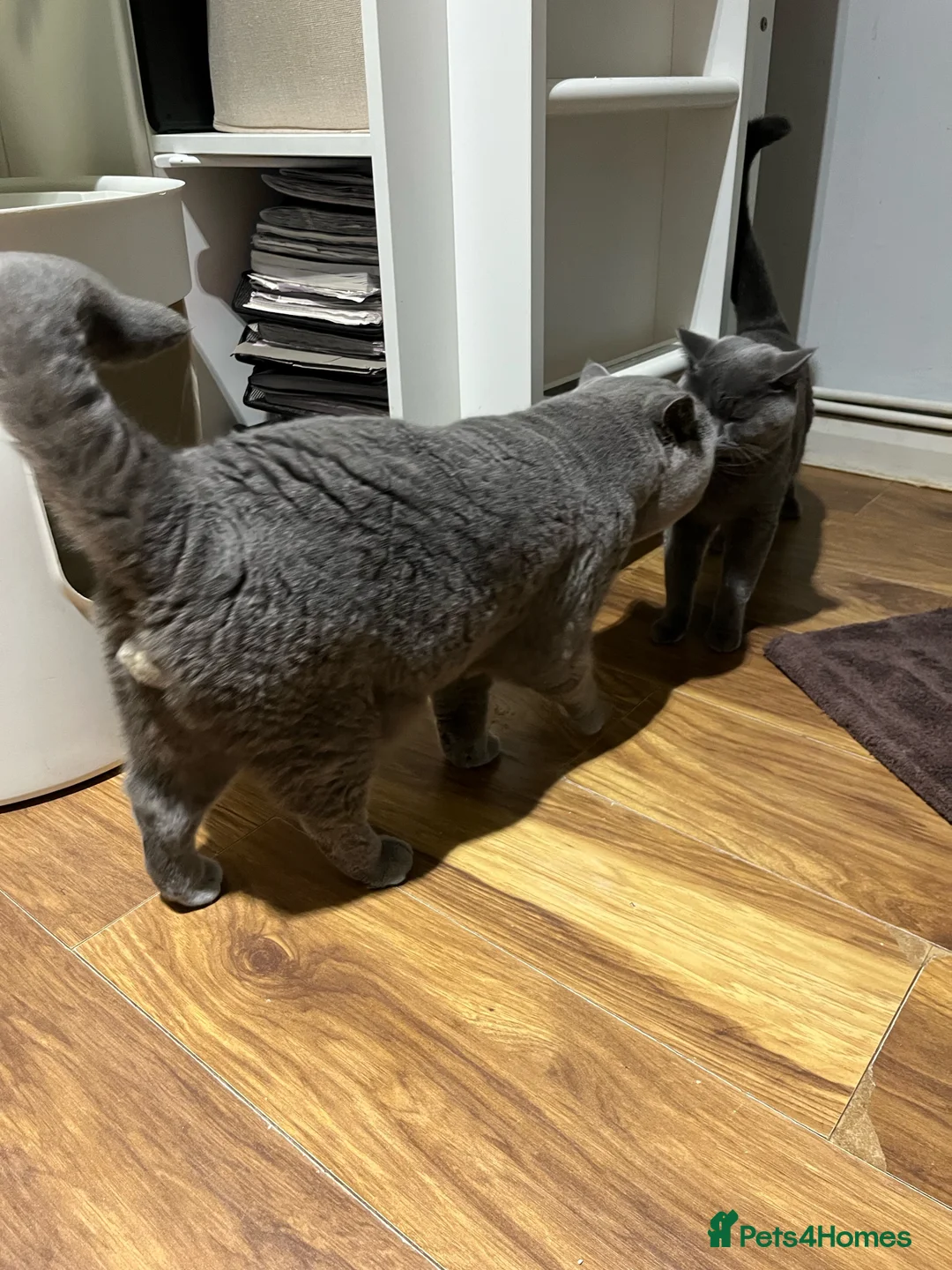 British Shorthair cats for sale: British Shorthair Kittens Available - Advert 3