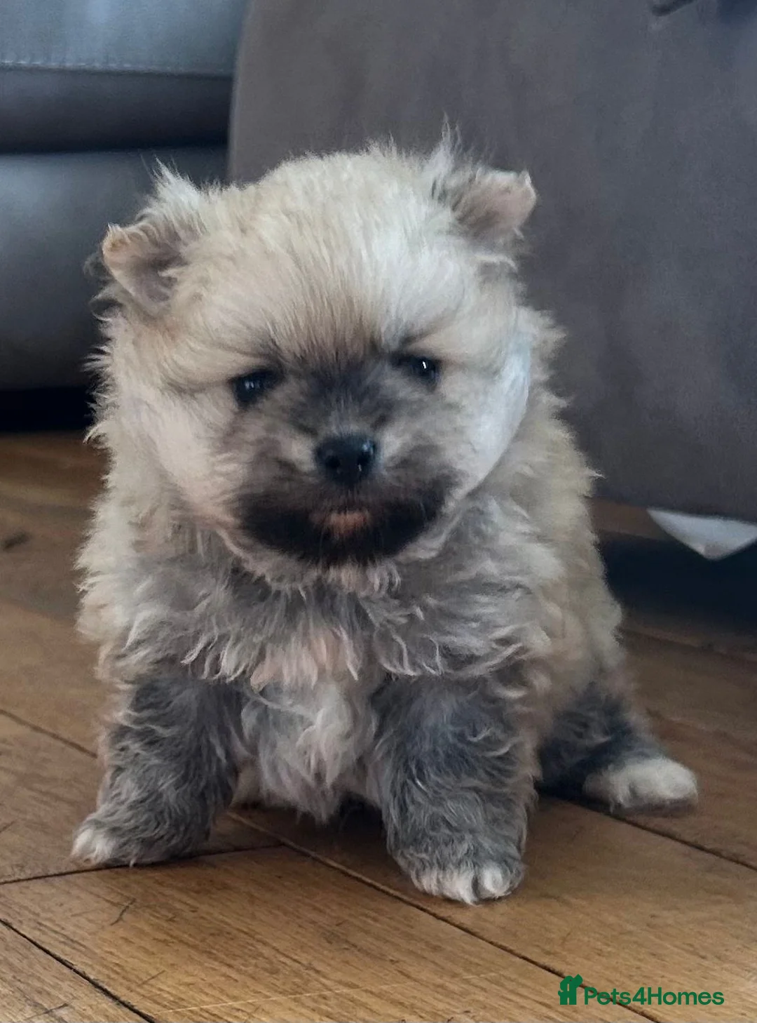 Pomeranian dogs for sale: Gorgeous KC Pomeranians - Advert 2