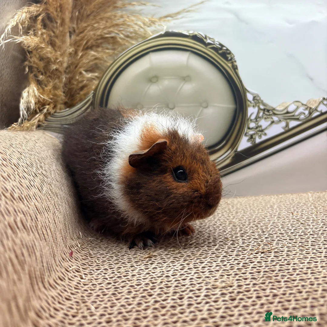 Guinea Pig rodents for sale: 3 Female Guinea pigs for sale  - Advert 2
