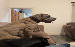 Mixed Breed dogs for sale: Rhodesian Ridgeback x Cane Corso puppies for sale - Image 11