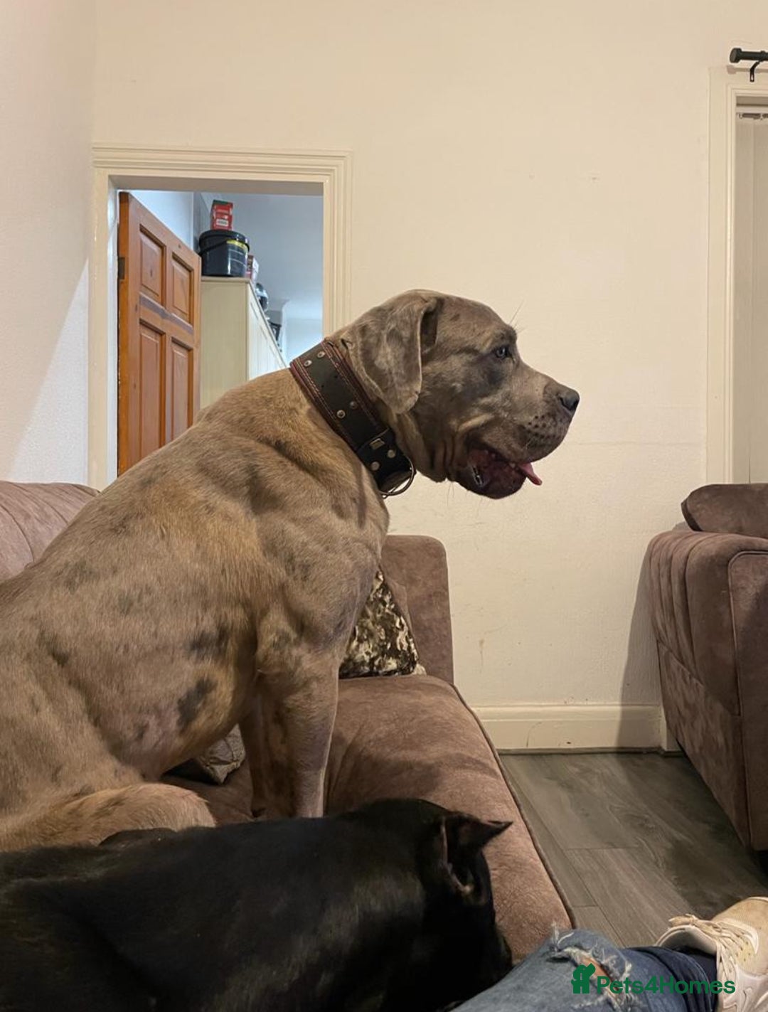 Mixed Breed dogs for sale: Rhodesian Ridgeback x Cane Corso puppies for sale - Image 11