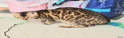 Bengal cats for sale: Superb TICA Active Reg Girl - Advert 4
