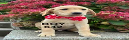 Labrador Retriever dogs for sale: Fully vaccinated KC Labradors - Advert 4