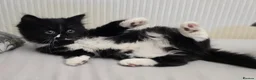 Turkish Angora cats for sale: 5 wonderful fur babies (4girls,1boy) in London - Advert 3