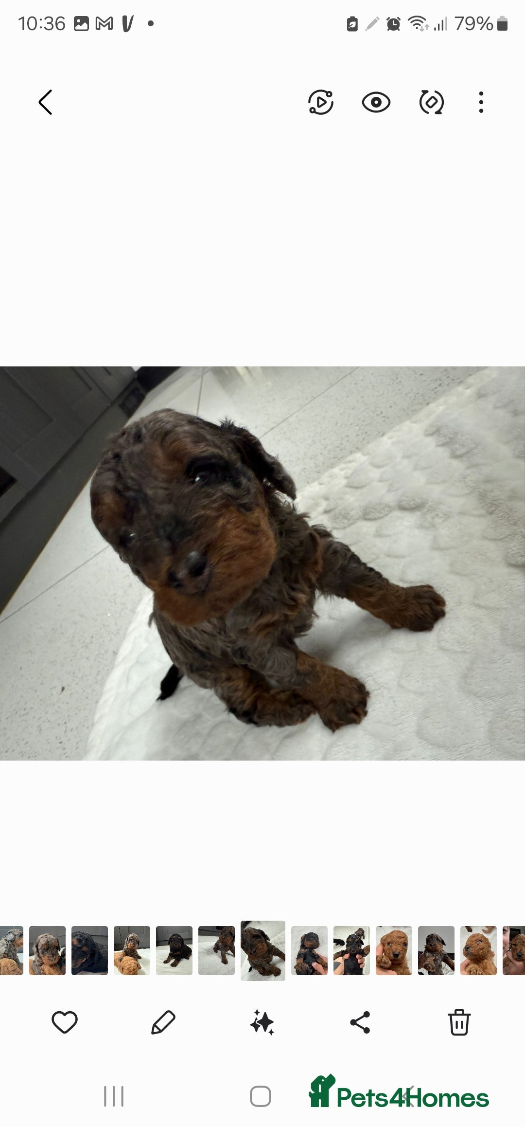 Cockapoo dogs for sale: F2 Cockapoo puppies for sale  - Image 14