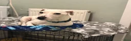 Jack Russell dogs for sale: 3 year old Jack Russell  in Doncaster - Advert 4