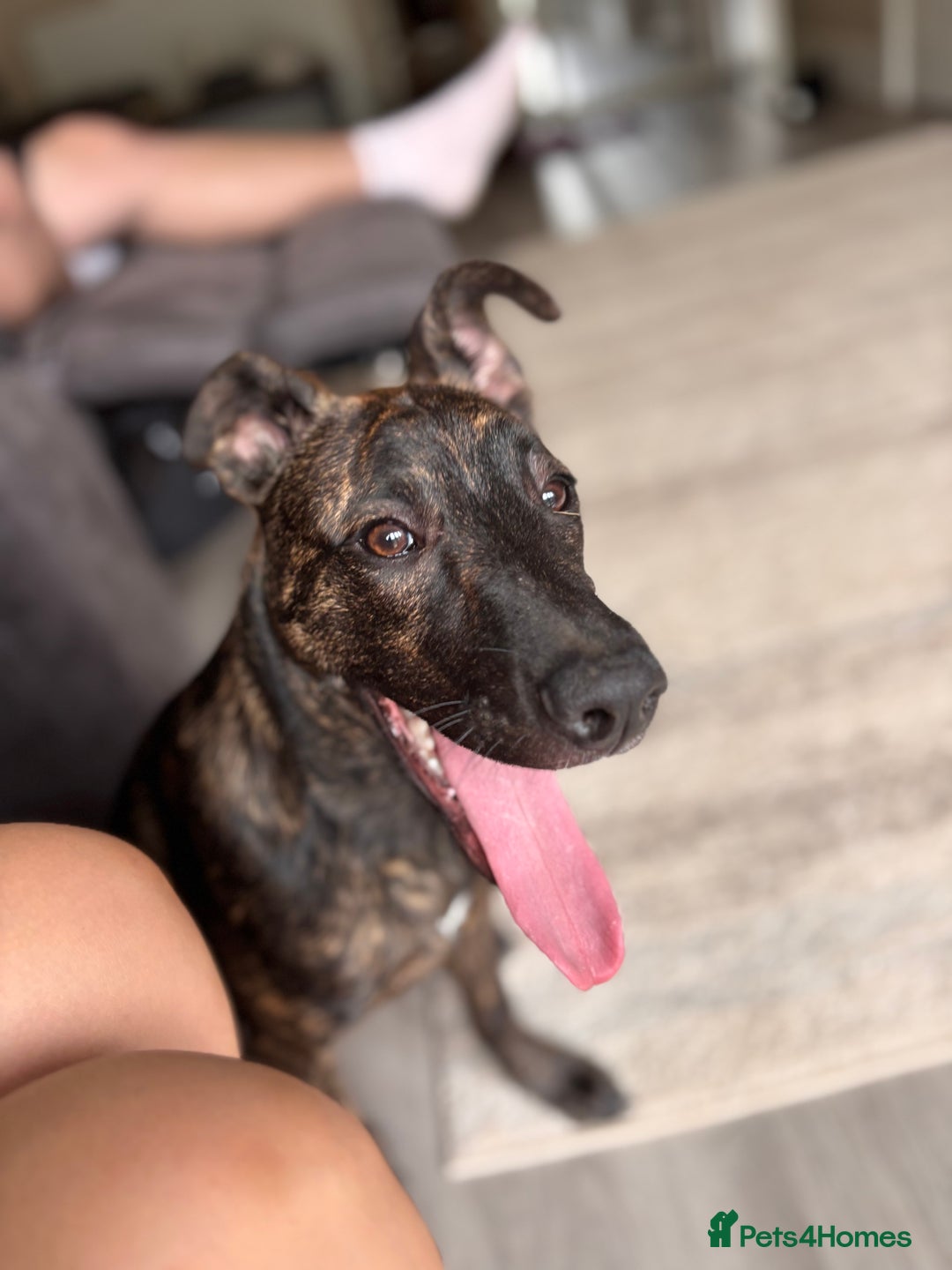 Mixed Breed dogs for sale: REHOME- Belgian Malanois x Staff - Advert 9