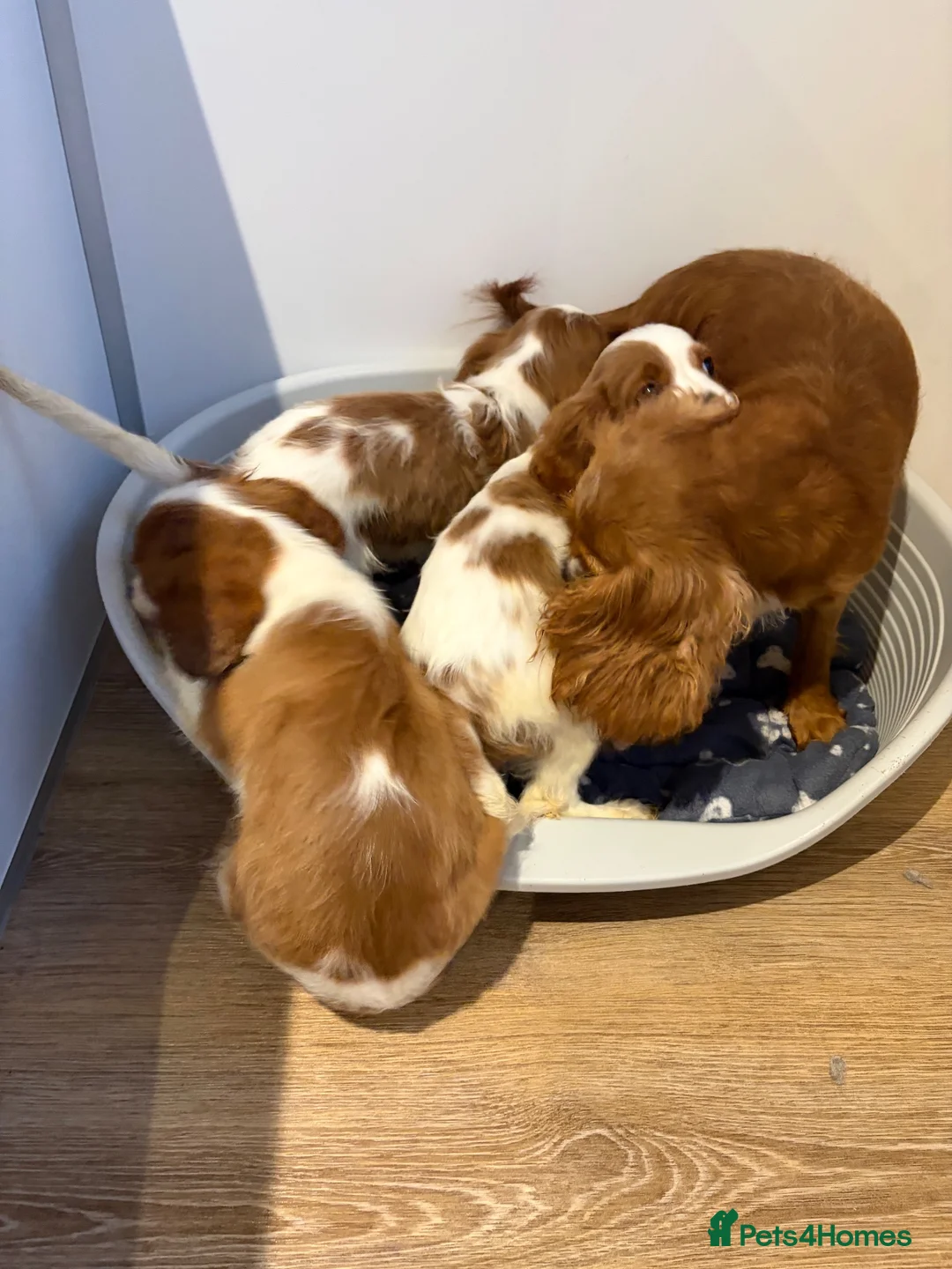 Cavalier King Charles Spaniel dogs for sale: KC registered DNA tested cavalier King Charles - Advert 2