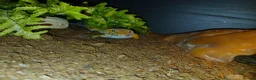 Leopard Gecko reptiles for sale: Leopard gecko  - Advert 1