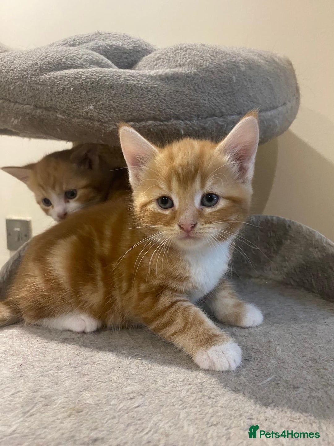 Mixed Breed cats for sale: Stunningly Gorgeous ginger kittens - Image 2