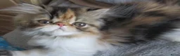 Persian cats for sale: Pedigree Persian female kitten - Advert 16