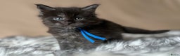 Maine Coon cats for sale: Maine coon kittens blue silver smoke rare colours - Advert 11