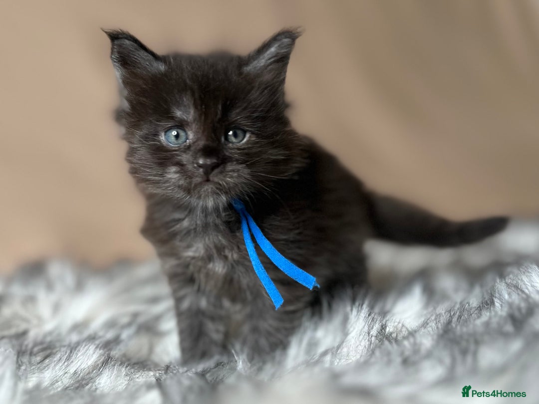 Maine Coon cats for sale: Maine coon kittens blue silver smoke rare colours - Advert 11