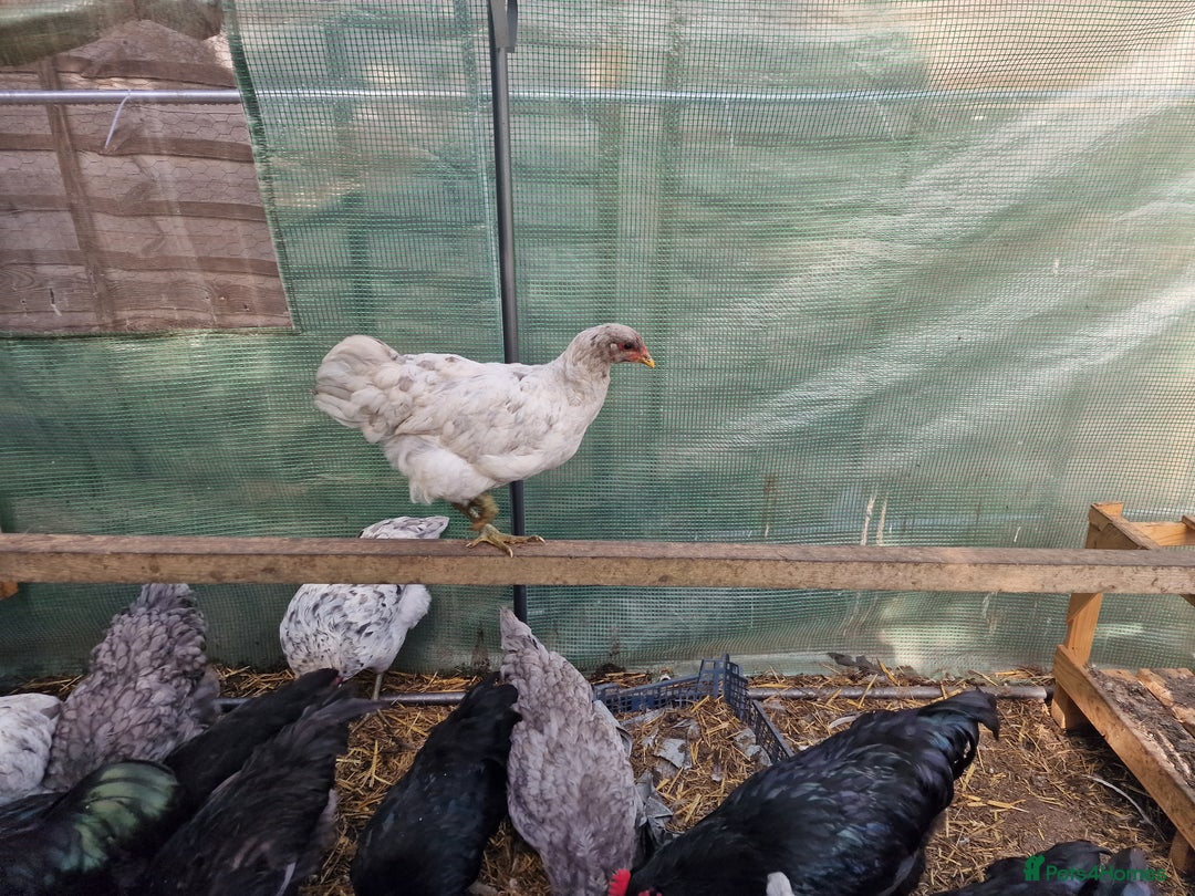 Chickens poultry for sale: Point of Lay hens Jersey Giants, Pekin & Olive egg - Image 8