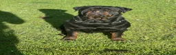 Rottweiler dogs for sale: Show Quality RKC Rottweiler Puppies in Manchester - Advert 8