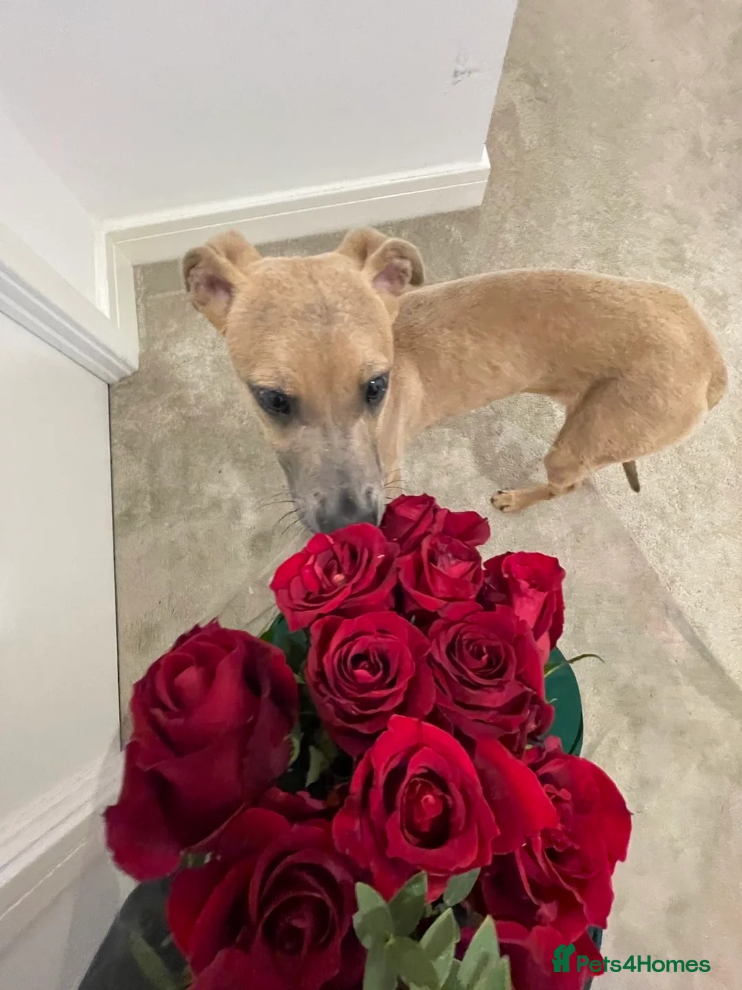 Mixed Breed dogs for sale: 5 Month Old Puppy For Rehoming - Advert 3