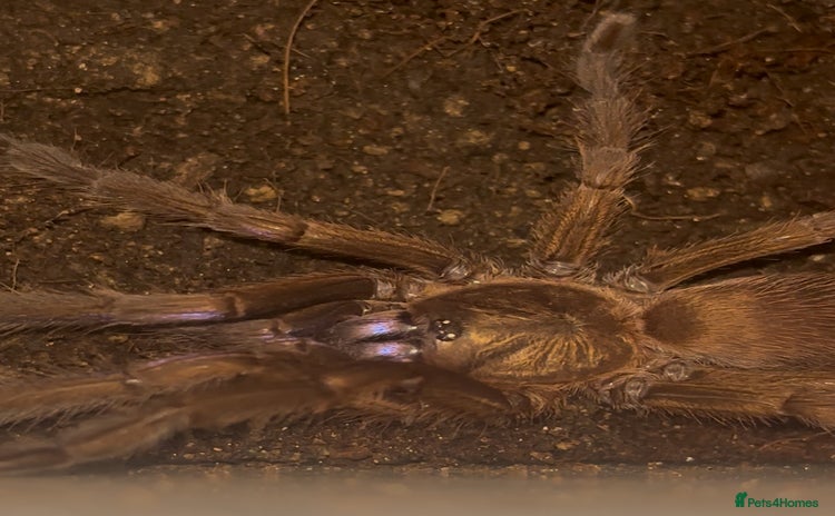 Tarantulas invertebrates - Advert 1
