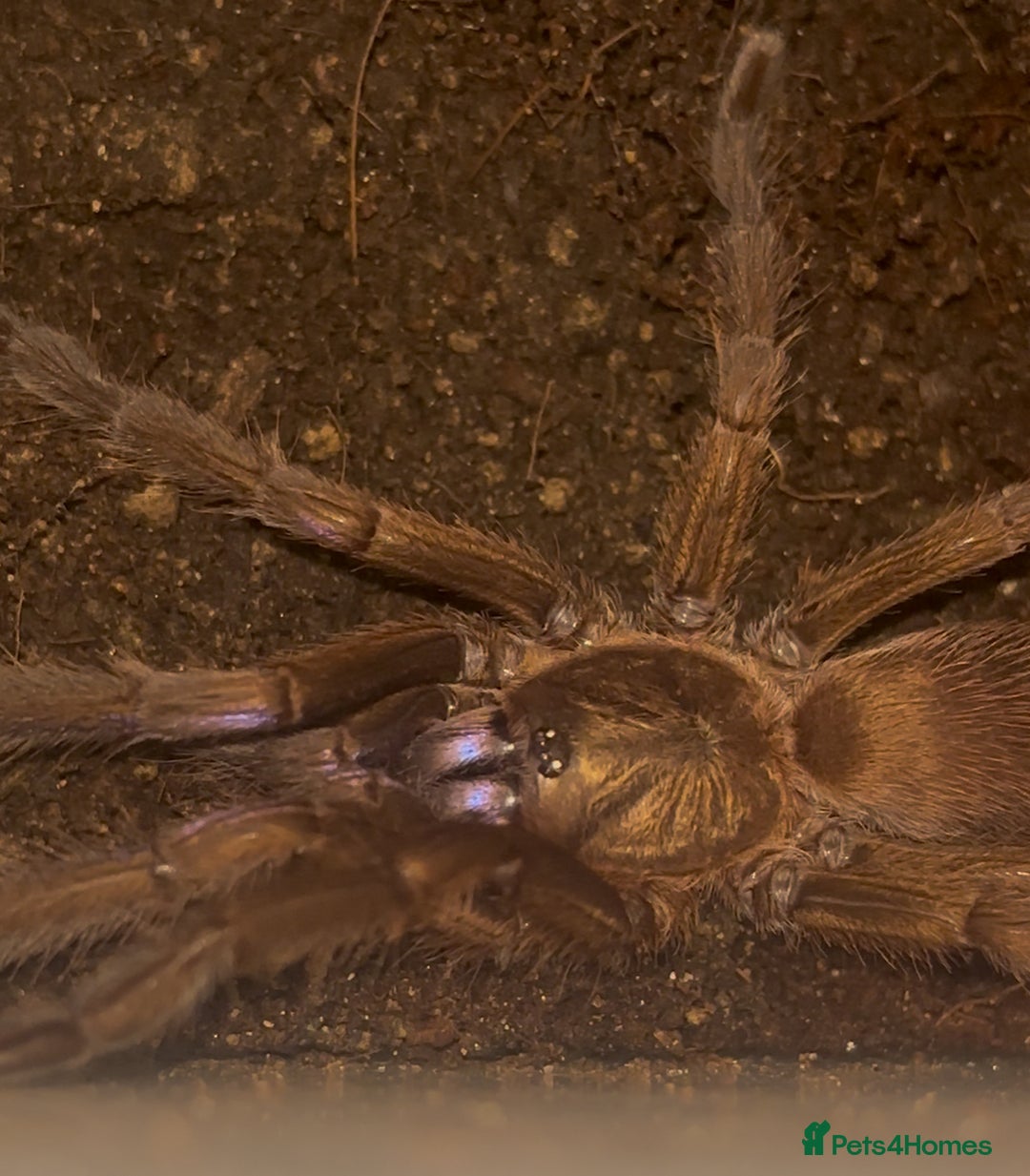 Tarantulas invertebrates for sale: Sub adult female electric blue tarantula £100 - Image 1