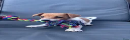 Jack Russell dogs for sale: 🐶 Beautiful Jack Russell Puppy for Sale 🐶 - Advert 8