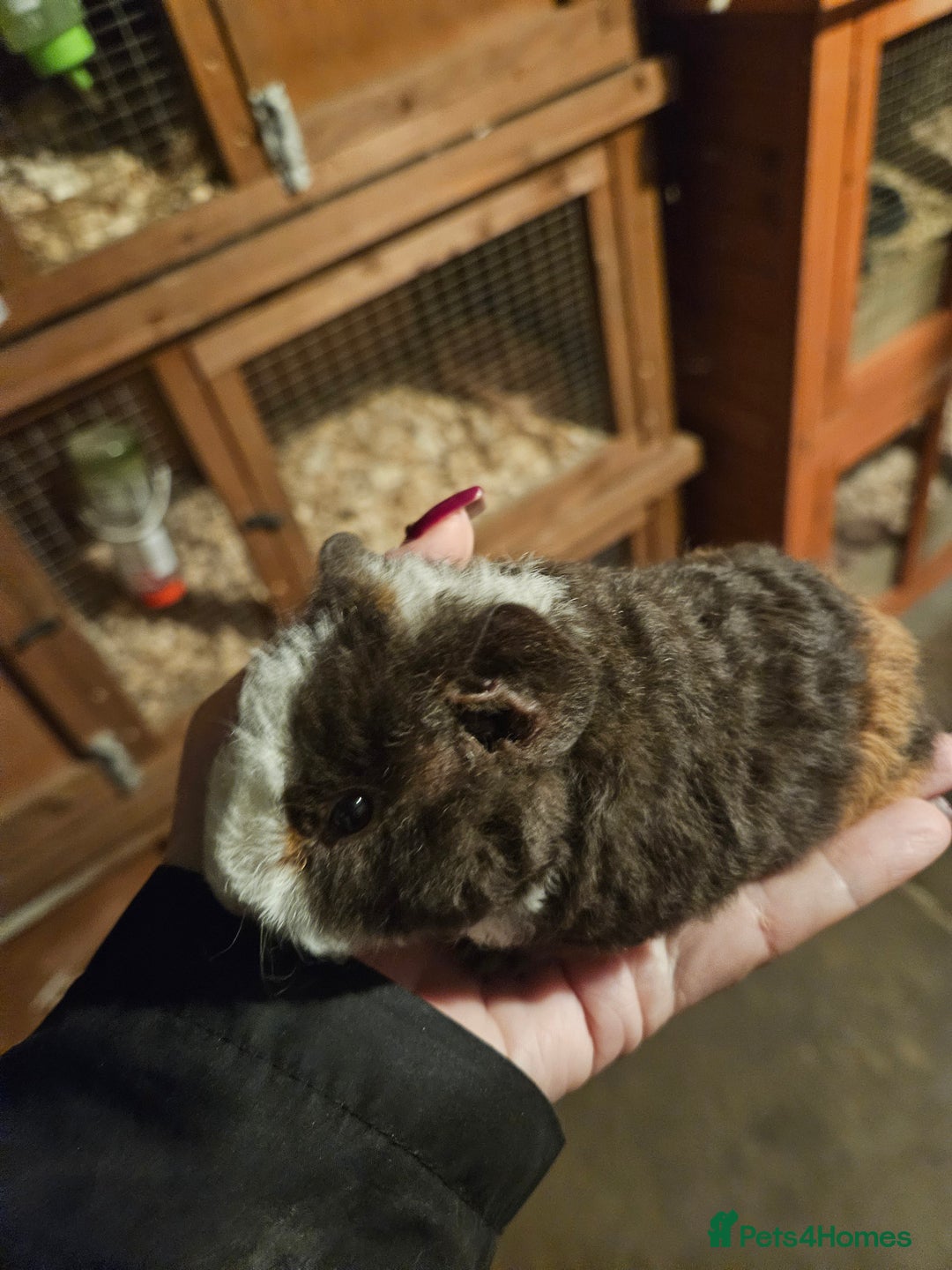 Guinea Pig rodents for sale: Baby guinea pigs - Image 8