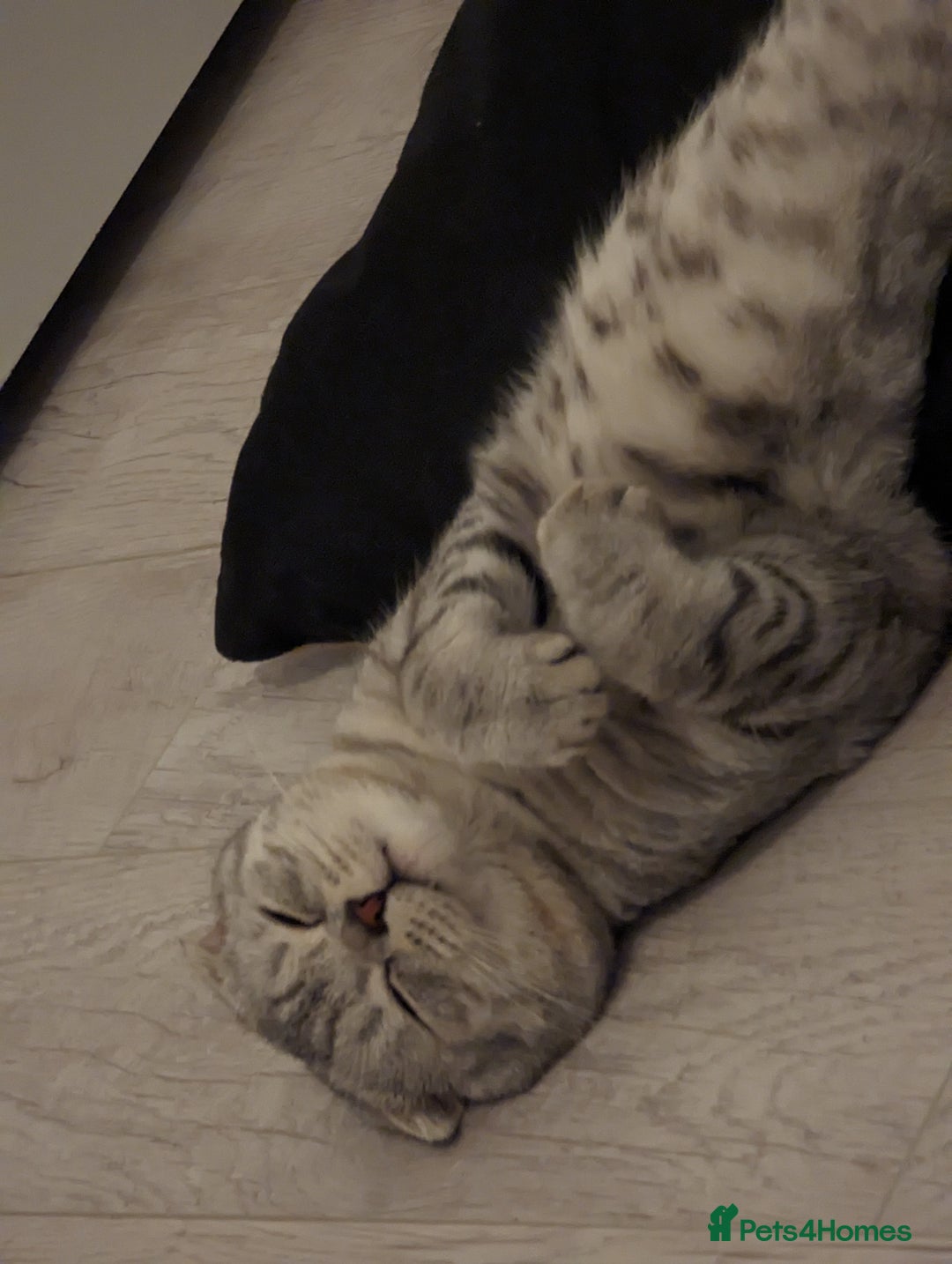 Scottish Fold cats for stud: In search of a calling Queen - Advert 5