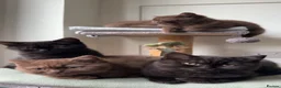 British Shorthair cats for sale: *REDUCED* British Shorthair Kittens in chocolate  - Advert 7